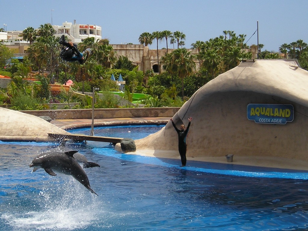 Higher Than Dolphins