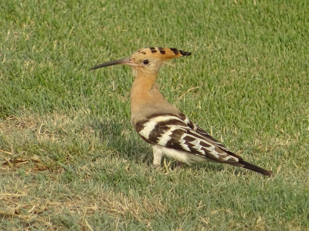 Hoopoe 
© My wife Yulia
