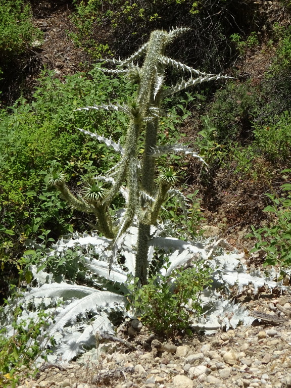 I'm Cactus So Grow as I Want
