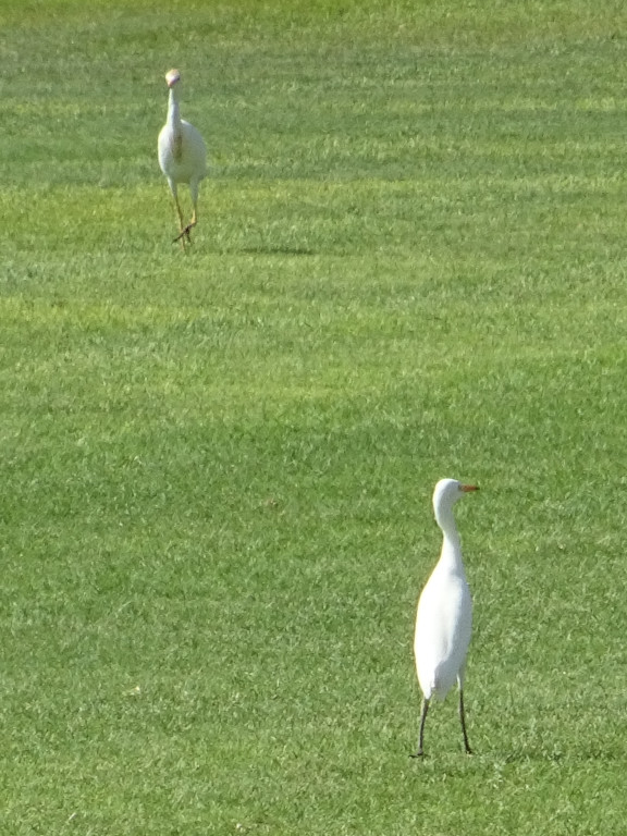 Important Herons