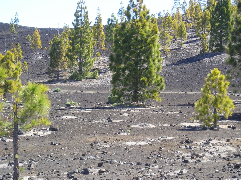 Life on Lava Fields