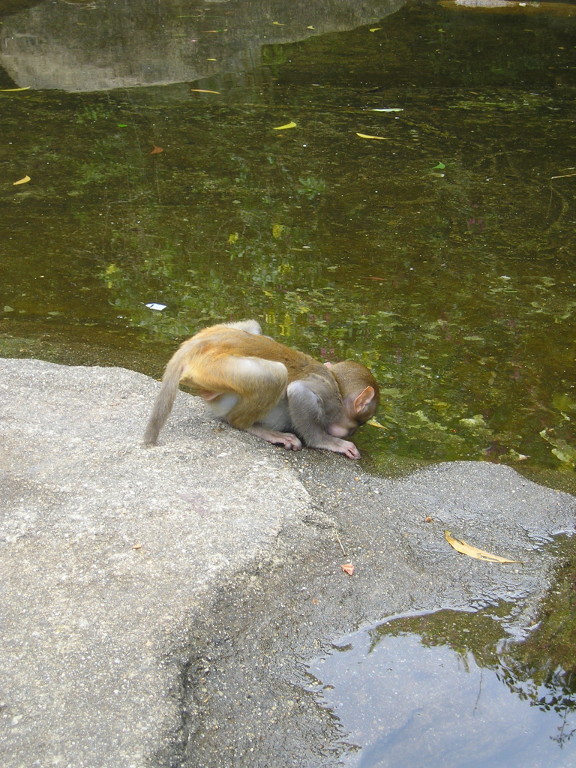 Little Monkey Drinking