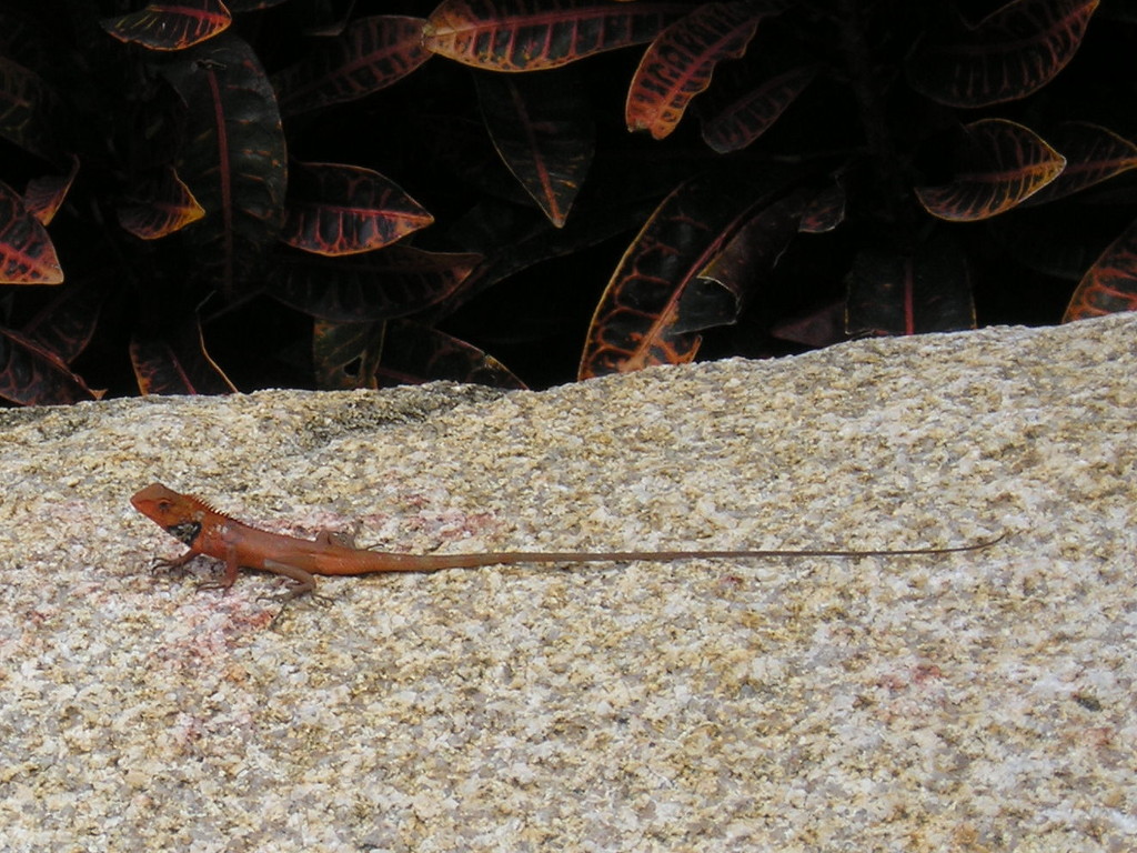 Lizard in Tone with Neckerchief