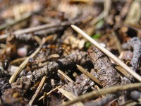 Logs of Pine Needles
