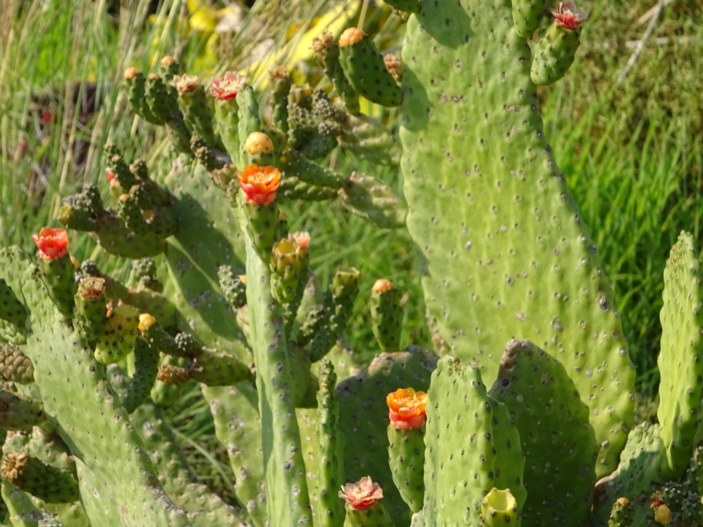 Massively Blooming Cacti