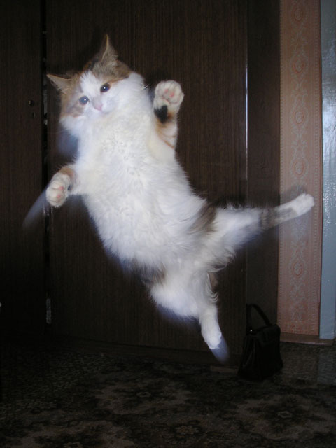 Cat from the Matrix