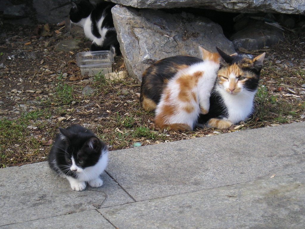 Mommy's Favorite (Istanbul, Turkey)