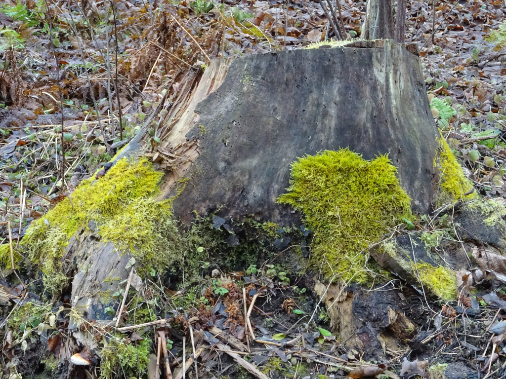 Moss Attacks the Stump