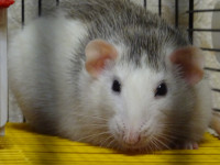 Not Thin Mousebus Alya
