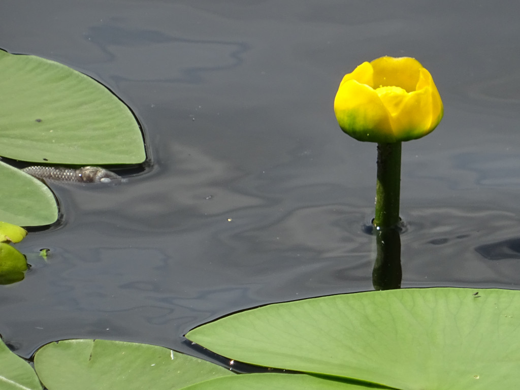 Nuphar of the Moon Lake Nuphar of the Moon Lake