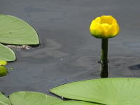Nuphar of the Moon Lake