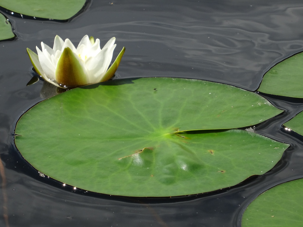 Nymphaea of the Moon Lake Nymphaea of the Moon Lake