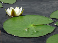 Nymphaea of the Moon Lake 