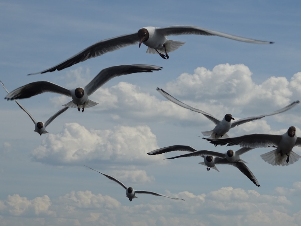 Oka Gulls Oka Gulls