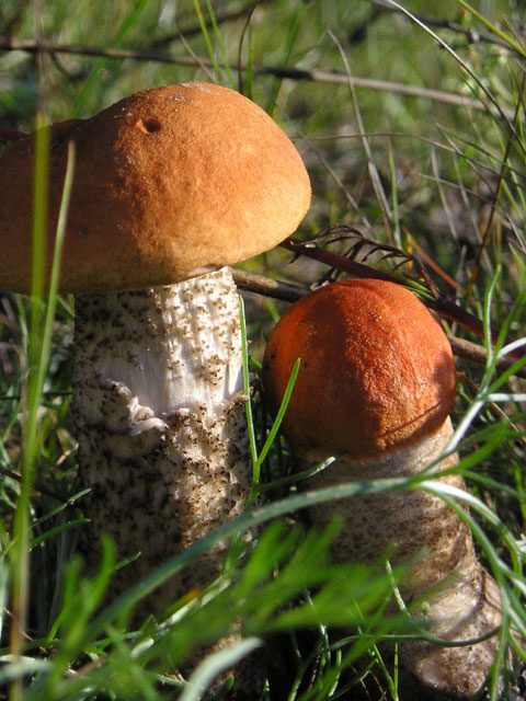 Orange Cap Boletus