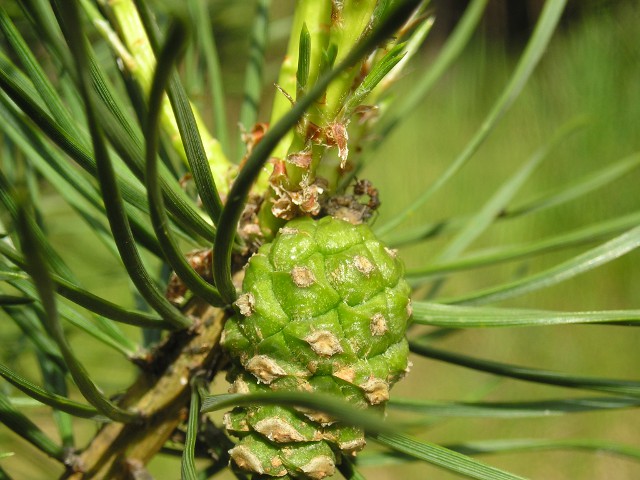 Pine Apple 
© My wife Yulia