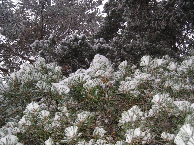 Pine Tiers