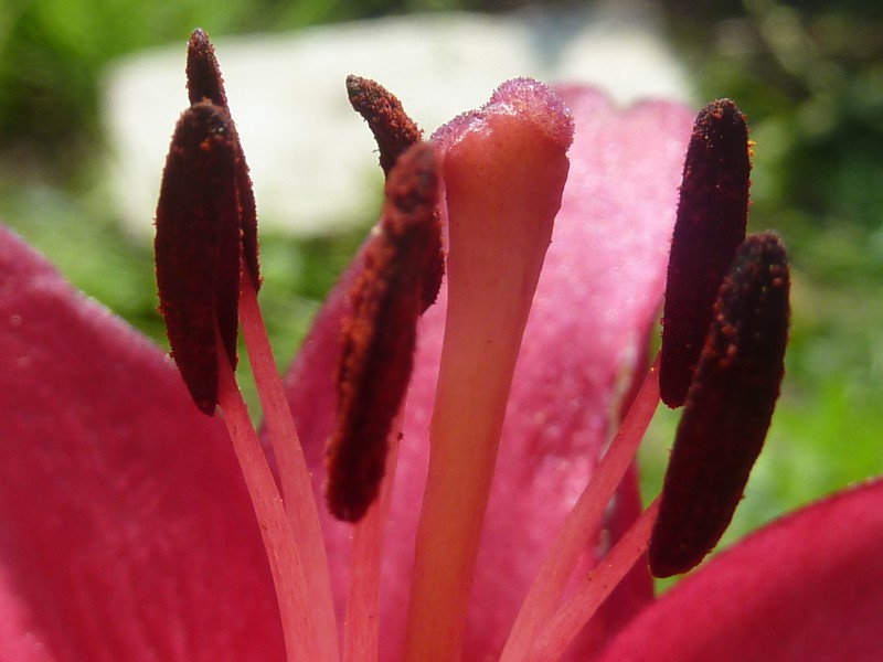 Pistil & Stamens