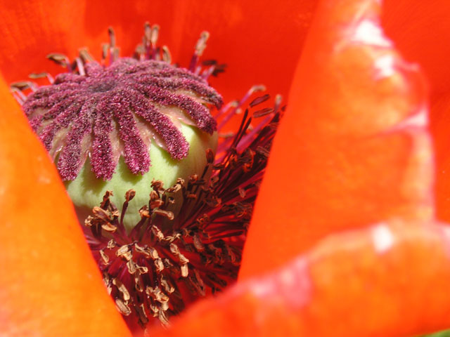 Poppy