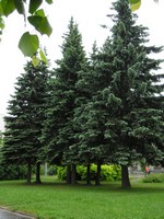 Дождливая весна