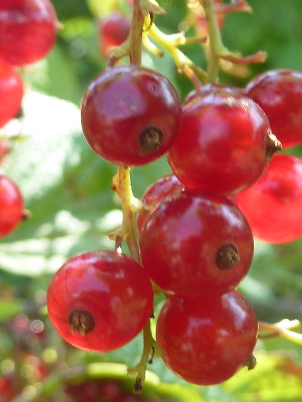 Red Currant