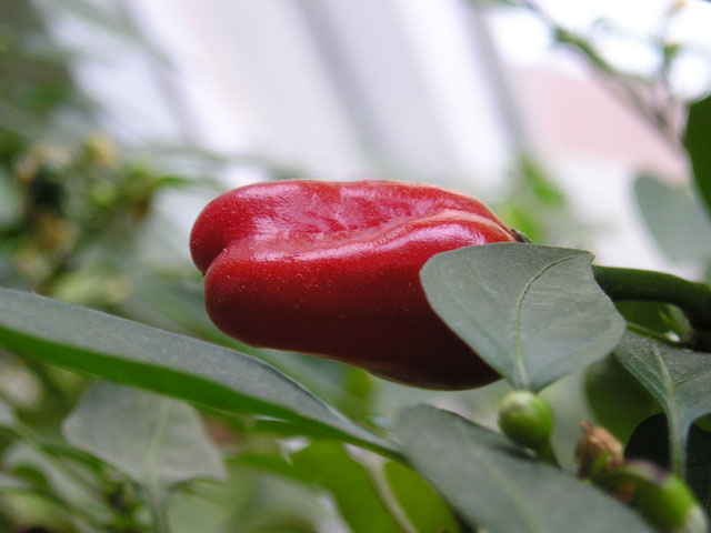 Red Hot Chilli Pepper