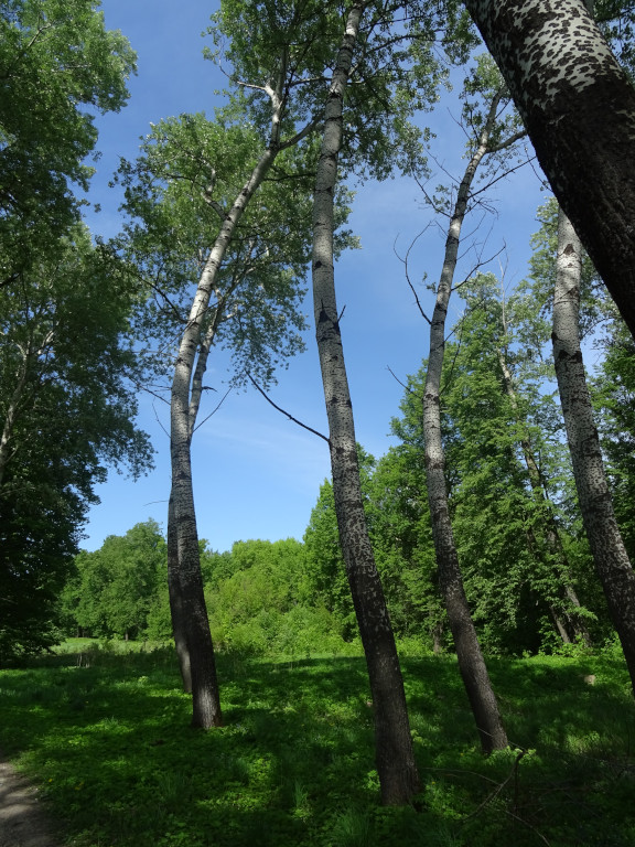 Шумел камыш, деревья гнулись…