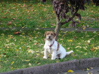 Ressy from “The Adventures of Electronic”