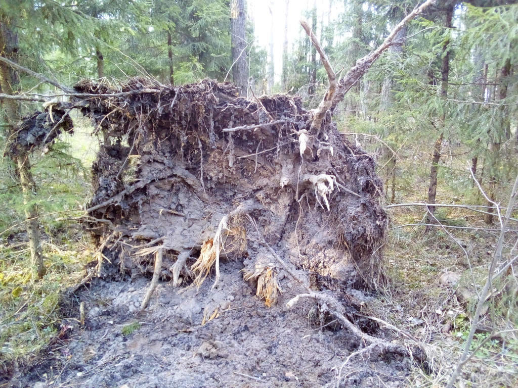 Корневище! Корневище!