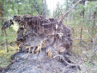 Корневище!