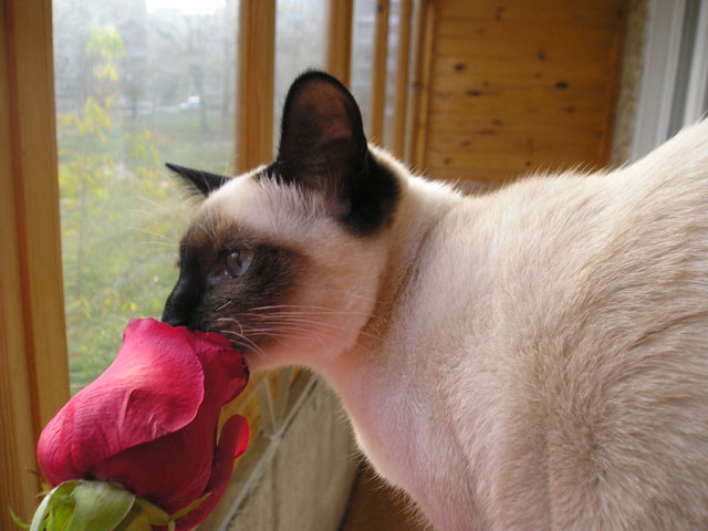 Roses not for Humans Only… 
© My wife Yulia