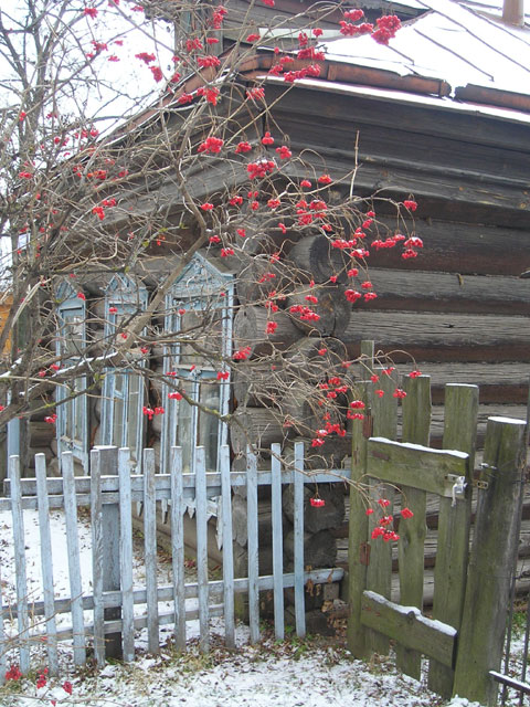 Рябиновая недозима