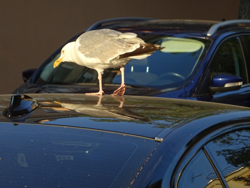 Seagull Is Allowed – It Has Soft Flippers