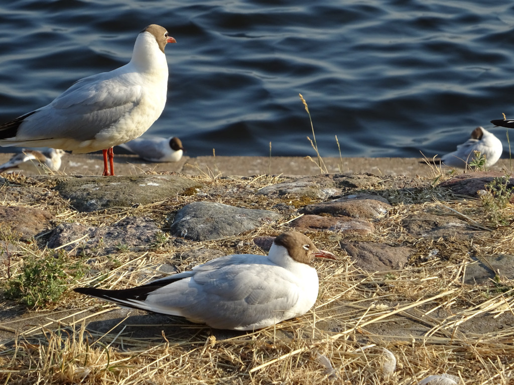 Seagulls' Being