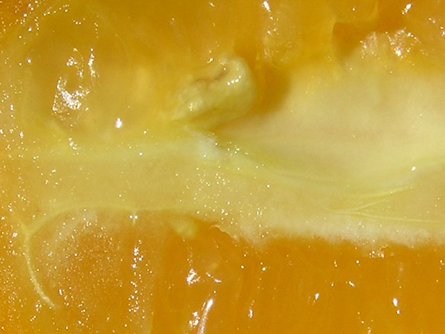 Sea of Juice