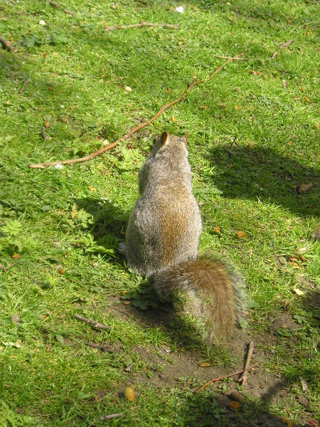 Shy Squirrel