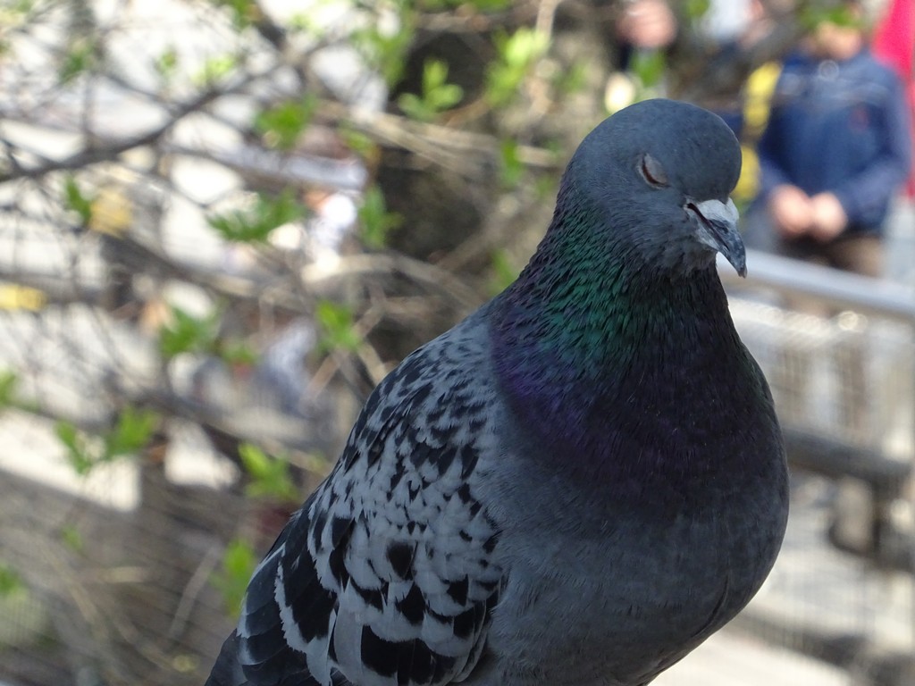 Sleeping Dove 
© My wife Yulia