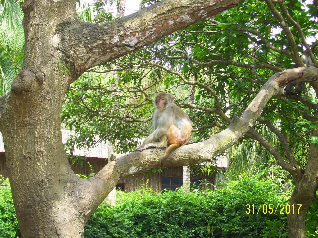 Sleeping Monkey