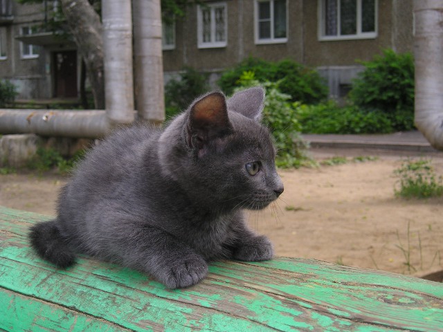 Дымок, трубы… 
© Моя жена Юлия
