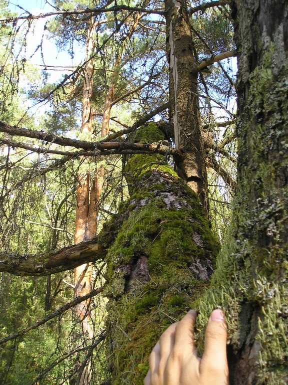 Somebody's Mossy Hand