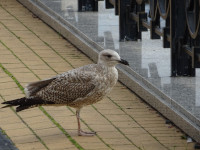 Speckled Gull by Marble