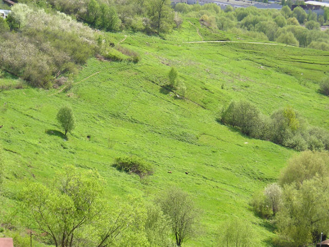 Spring Bent