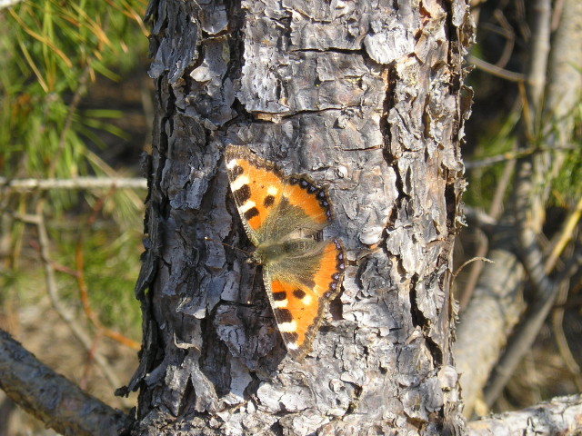 Spring Butterfly 
© My wife Yulia