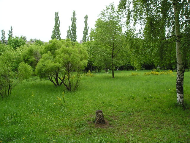 Spring Stump 
© My wife Yulia