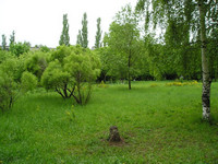 Каждый пень рад весне 
© Моя жена Юлия