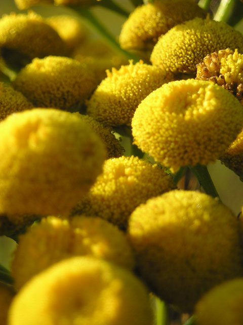 Tansy in Sunset