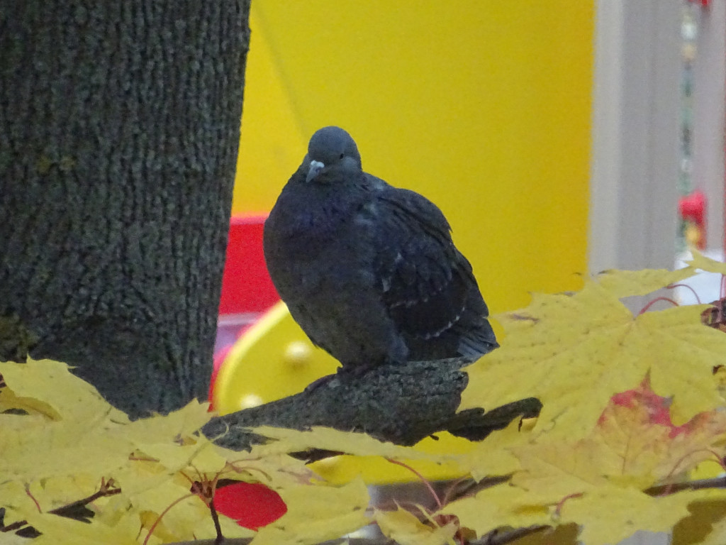 Thinking on Autumn