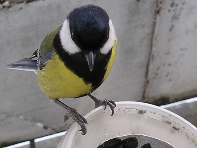 Titmouse Bird