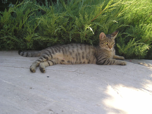 Кошка по-турецки