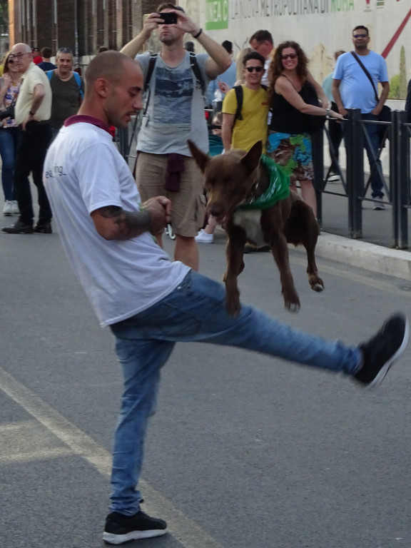 Very Jumping Dog
